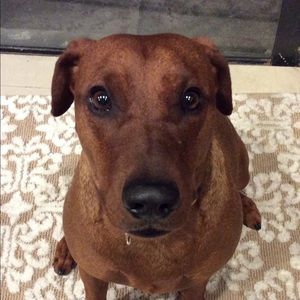 Meet your Posher, Julius